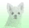 2006_dog.JPG (177171 oCg)